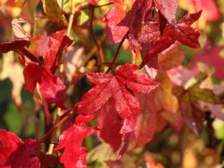Amerikanische Amberbaum 'Slender Silhouette' Liquidambar styraciflua