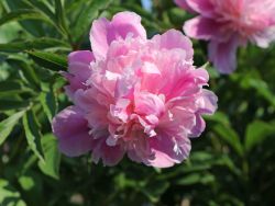 Asiatische Pfingstrose 'Monsieur Jules Elie' - Paeonia lactiflora 'Monsieur Jules Elie'