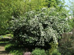 Pfeifenstrauch Falscher Jasmin Dame Blanche Philadelphus