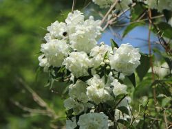 Gefüllter Gartenjasmin / Pfeifenstrauch 'Virginal' Philadelphus