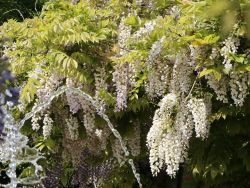 Wisteria sinensis alba