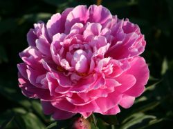 Pfingstrose 'Gilbert Barthelot' - Paeonia lactiflora 'Gilbert Barthelot'