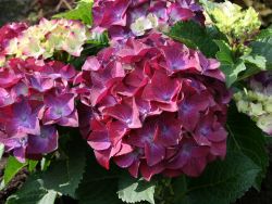 Ballhortensie Hot Red Purple Hydrangea Macrophylla Hot Red Purple Baumschule Horstmann