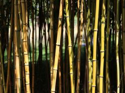 Bambus aureosulcata 'Spectabilis' - Phyllostachys aureosulcata 'Spectabilis'  - Baumschule Horstmann