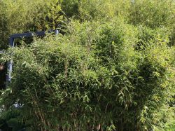 Bambus / Chinarohrgras / Muriel Schirmbambus WELL-BORN BAMBOO Africa 'Red  Zebra' - Fargesia WELL-BORN BAMBOO Africa 'Red Zebra' - Baumschule  Horstmann
