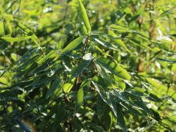 Bambus / Chinarohrgras / Muriels Schirmbambus WELL-BORN BAMBOO Africa 'Blue  Lizard' - Fargesia WELL-BORN BAMBOO Africa 'Blue Lizard' - Baumschule  Horstmann