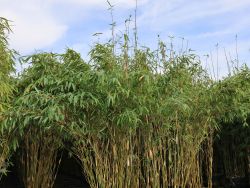 Bambus 'Deep Forest'  - Fargesia murieliae 'Deep Forest'  - Baumschule  Horstmann