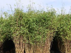 Bambus 'Great Wall' - Fargesia nitida 'Great Wall'