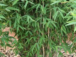 Bambus WELL-BORN BAMBOO Africa 'Malachite Monkeys' - Fargesia WELL-BORN  BAMBOO Africa 'Malachite Monkeys' - Baumschule Horstmann