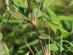 Bambus 'Winter Black' - Fargesia murieliae 'Winter Black' - Baumschule  Horstmann
