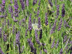 Bastard-Lavendel 'Grosso' / Lavandin 'Grosso' - Lavandula x intermedia 'Grosso'