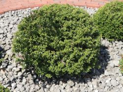 immergrüne Heckenpflanze Ilex Hecke Berg-Ilex Glorie Gem * Topf 10-15 cm 25 Stück Ilex crenata Glorie Gem * 