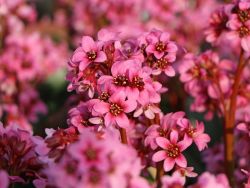 Baumschule oeschberg Baumschule oeschberg