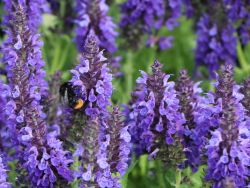 Blüten-Salbei 'Marcus' ® - Salvia nemorosa 'Marcus' ®
