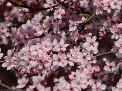 Blutpflaume 'Nigra' - Prunus cerasifera 'Nigra'