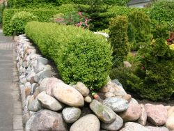 Buchsbaum - Buxus sempervirens