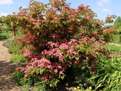 Chinesischer BlumenHartriegel 'Scarlet Fire' ® Cornus kousa 'Scarlet