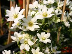 Clematis 'Joe' - Clematis forsteri Cartmannii 'Joe'