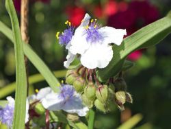 Tradescantia Andersoniana 'Bilberry Ice' – Dreimasterblume Staude Mit Weiß-rosa Blüten, Im 9 Cm Topf