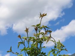 Echter Jasmin - Jasminum officinalis - Baumschule Horstmann