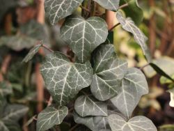 efeutute nachts sauerstoff Epipremnum Aureum 'Neon' (Efeutute) – Foliage Dreams