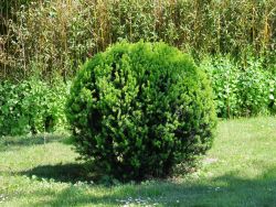 kleinblättriger gummibaum Gummibaum (Ficus elastica) 'Robusta' kaufen main image 1