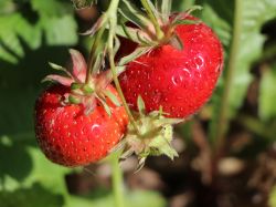 Erdbeere 'Ostara' Fragaria 'Ostara' Baumschule Horstmann