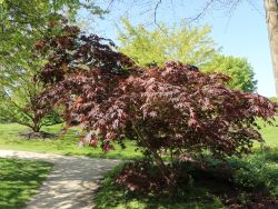 Fächer-Ahorn 'Koriba' - Acer palmatum 'Koriba'
