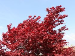 Fächerahorn 'Granat' - Acer palmatum 'Granat'