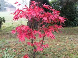 Fächerahorn 'Nicholsonii' - Acer palmatum 'Nicholsonii'