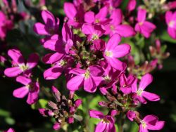 Gänsekresse 'Rote Sensation' Schönste Stauden & Expertenwissen