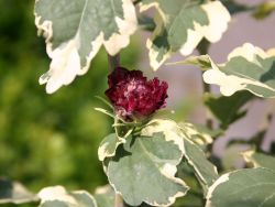 Garteneibisch 'Purpureus Variegatus' - Hibiscus 'Purpureus Variegatus' -  Baumschule Horstmann
