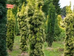 Gelbe Suleneibe 'Fastigiata Aureomarginata' - Taxus baccata 'Fastigiata  Aureomarginata' - Baumschule Horstmann