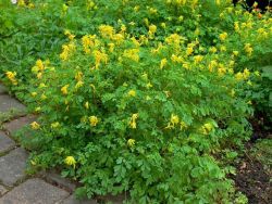 Gelber Lerchensporn (Corydalis lutea) für Deinen Garten!