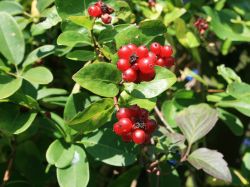Gemeine Heckenkirsche / Rote Heckenkirsche - Lonicera xylosteum -  Baumschule Horstmann