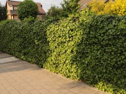 Gemeiner Efeu - Hedera helix - Baumschule Horstmann