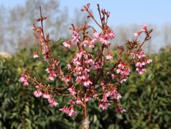 Geschlitzte Kirsche 'Paean' - Prunus incisa 'Paean'