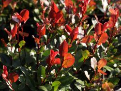 Glanzmispel 'Little Red Robin' - Photinia x fraseri 'Little Red Robin' -  Baumschule Horstmann