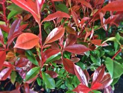 toyon plant Toyon (Heteromeles Arbutifolia) - 15 Gal