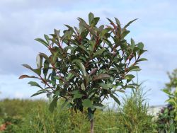 photinia x fraseri 'carré rouge winterhart Photinia Carre Rouge - Leuchtendes und robustes Laub