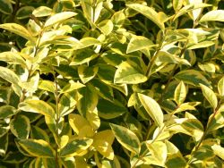 Goldliguster 'Aureum' Ligustrum ovalifolium 'Aureum' Baumschule