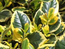 Groblttrige Stechpalme 'Golden King' - Ilex altaclerensis 'Golden King' -  Baumschule Horstmann