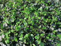 Groblttriger Irischer Efeu - Hedera hibernica - Baumschule Horstmann