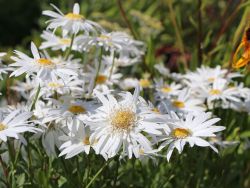Großblumige Margerite 'Christine Hagemann' für Deinen Garten!