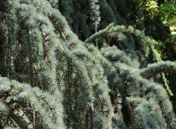 HängeLibanonZeder 'Pendula' Cedrus libani 'Pendula' Baumschule