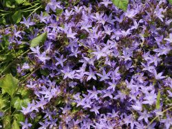 Hngepolster-Glockenblume - Campanula poscharskyana