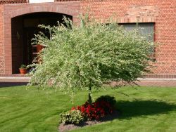 Salix integra Hochstamm Zierweide Hakuro Nishiki 100-125cm 