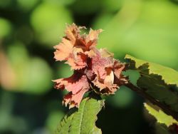 Haselnuss 'Rotblättrige Zellernuss' - Corylus avellana 'Rotblättrige  Zellernuss' - Baumschule Horstmann