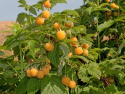 Golden Everest leuchtend gelbe Himbeere aromatische große Herbsthimbeere C 3,5 