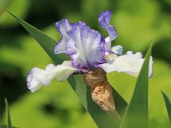 Iris germanica Edith Worfold Schwertlilie "1 oder 3 Rhizome" Lilie Staude